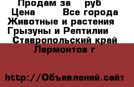 Продам за 50 руб. › Цена ­ 50 - Все города Животные и растения » Грызуны и Рептилии   . Ставропольский край,Лермонтов г.